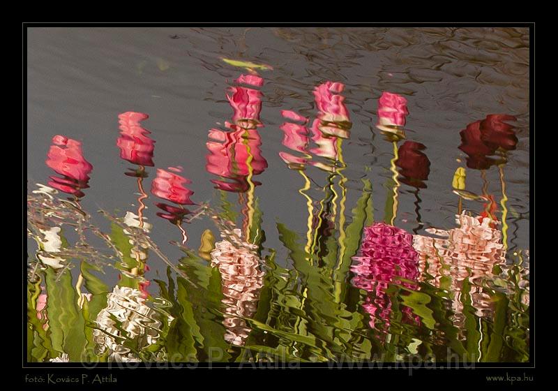 Keukenhof Hollandia 068.jpg